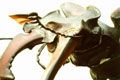 LUCANUS CERVUS